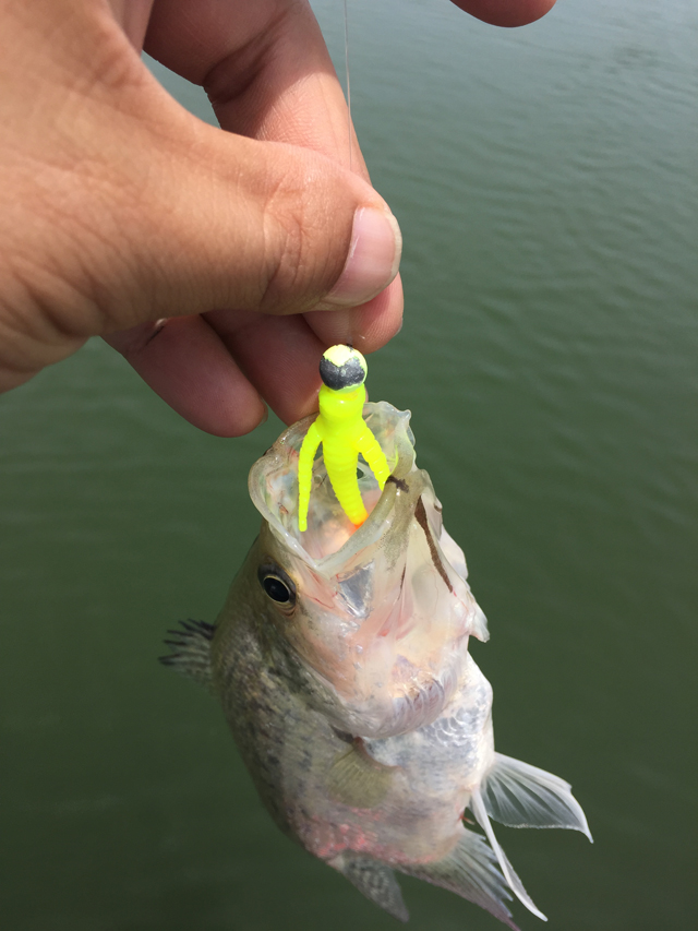 crappie fishing baits