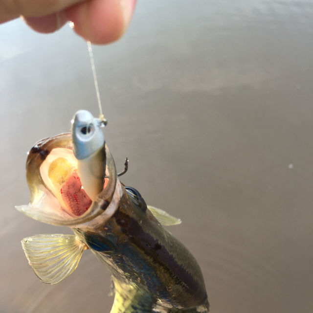crappie jig fishing lures